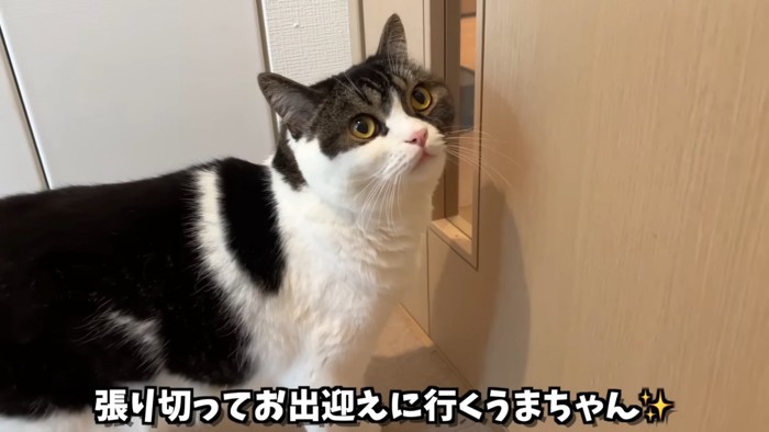 ドアの前に立つ猫