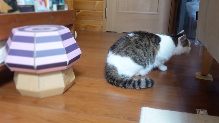 移動する猫