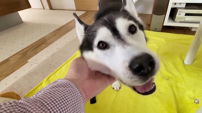 飼い主さんの左手とはっちゃん