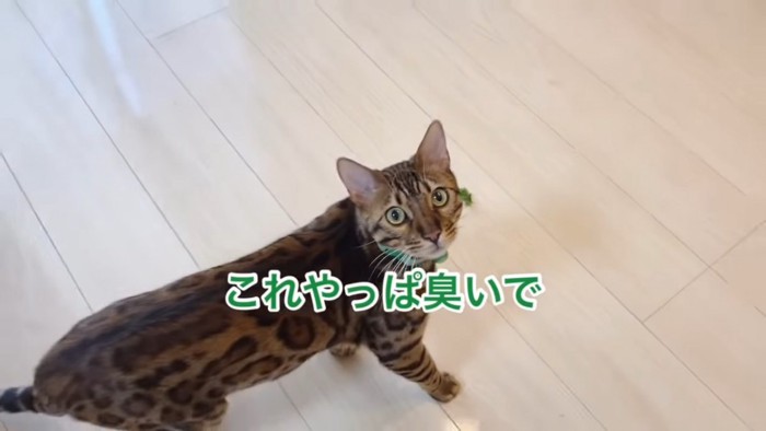 緑色の首輪の猫