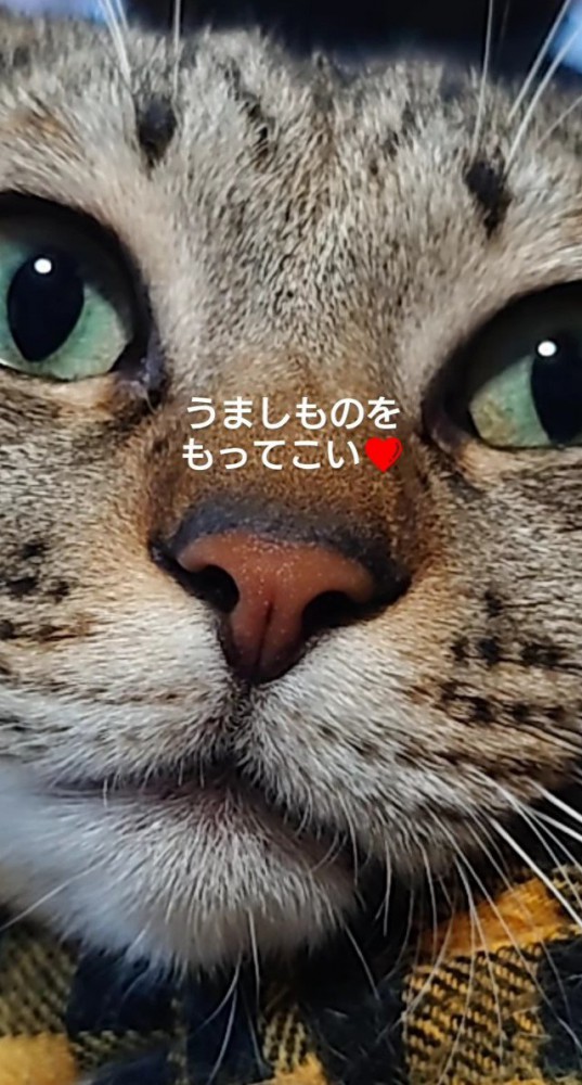 猫の顔アップ2