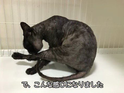 さっぱりした黒丸