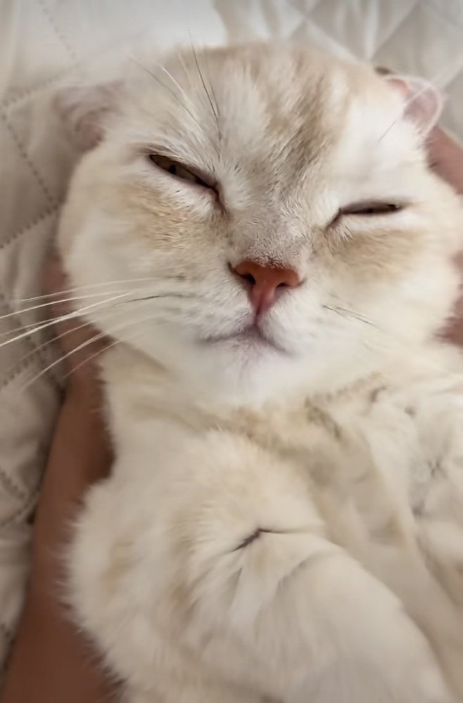 飼い主さんに耳をマッサージしてもらうミヌエット