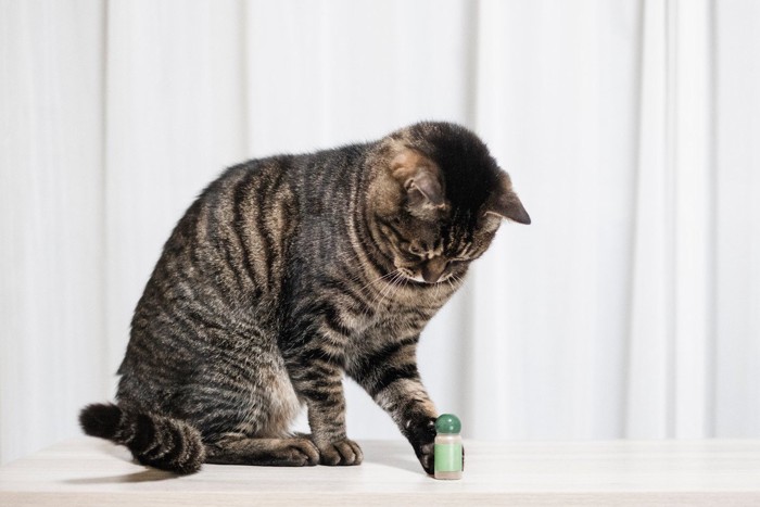 前足でチョイチョイする猫