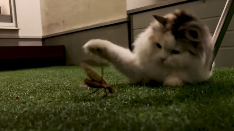 カマキリにパンチしている猫