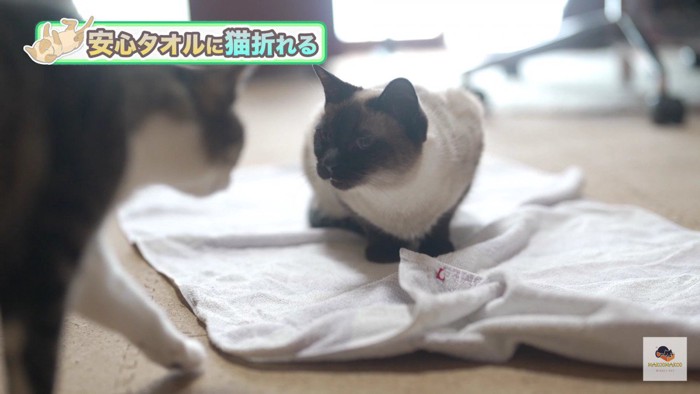 タオル上のシャム猫とキジシロ