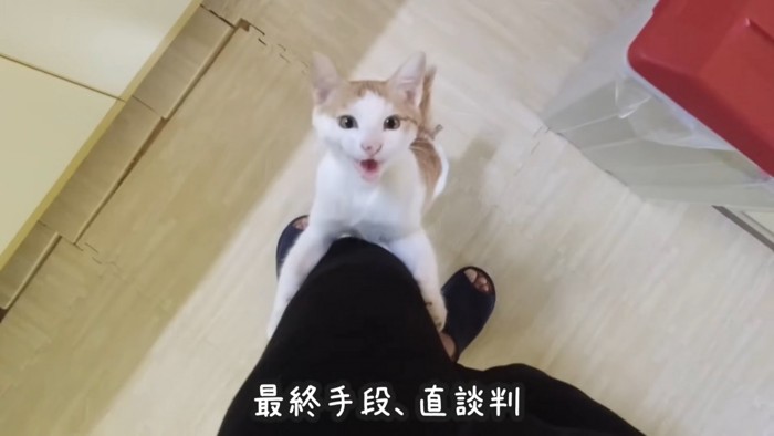 人の足元で見上げる猫