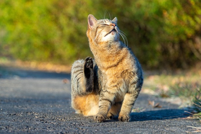首を掻く野良猫