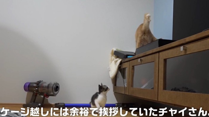 テレビ台の上を見つめる子猫