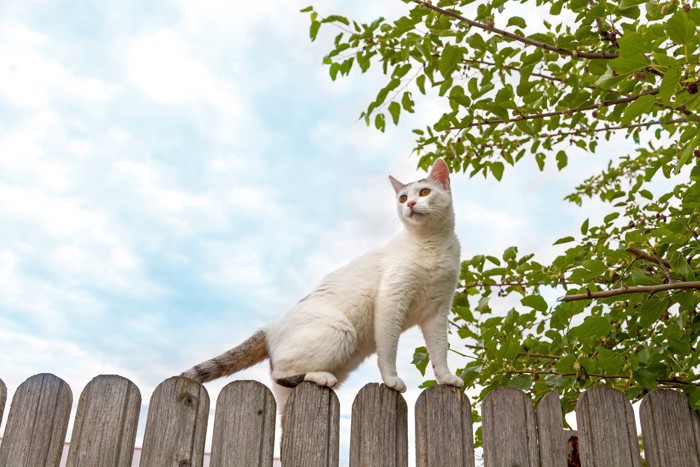 放し飼いの猫