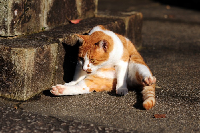 足を広げるポーズで座る猫