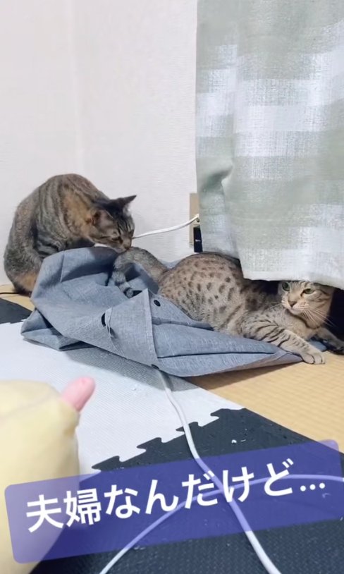 伏せている猫の尻尾に鼻をくっつける猫