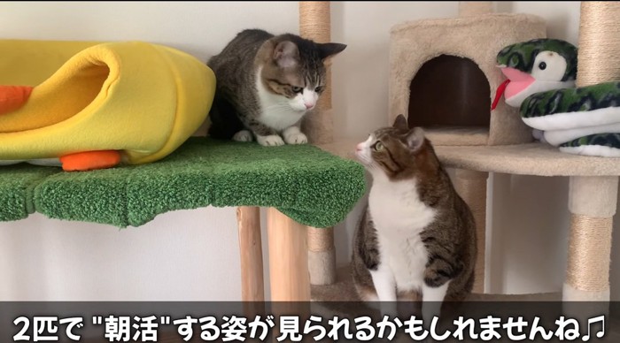 タワーの上の猫