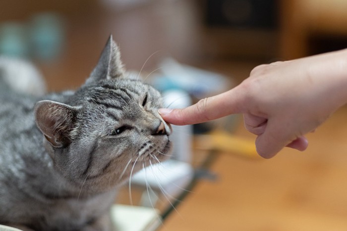 人差し指にスリスリするサバトラ