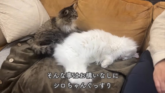 テロップ「そんな事はお構いなしに~」