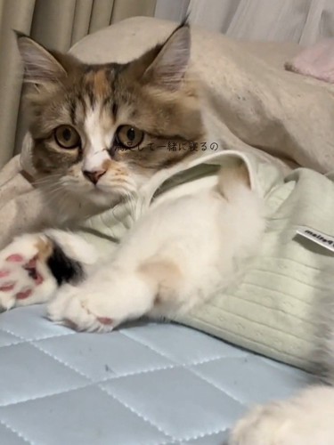 横になる猫
