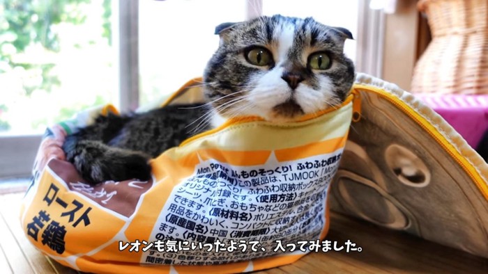 折れ耳猫