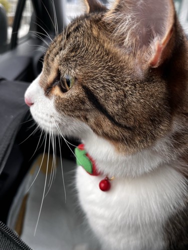 猫の横顔