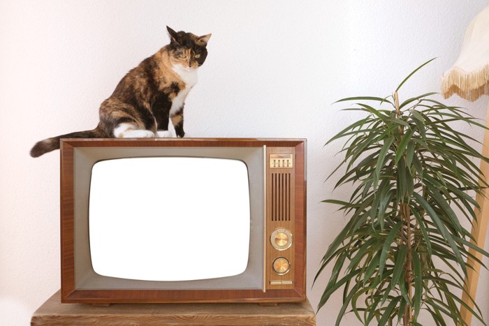 猫とテレビ