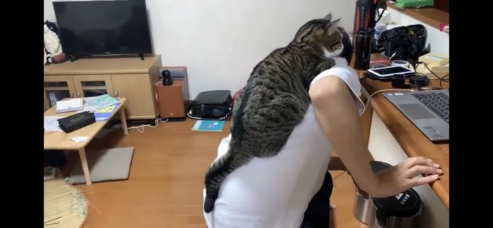 おんぶされる猫