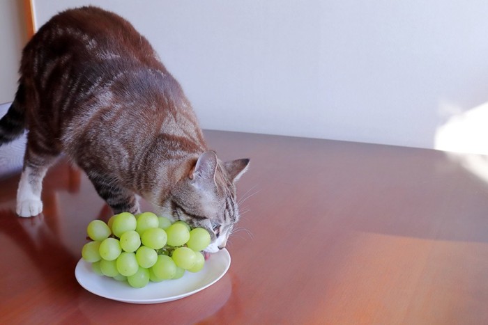 ぶどうを食べる猫