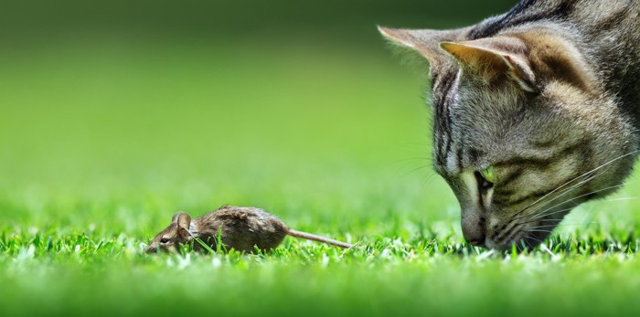 鼠を狙う猫