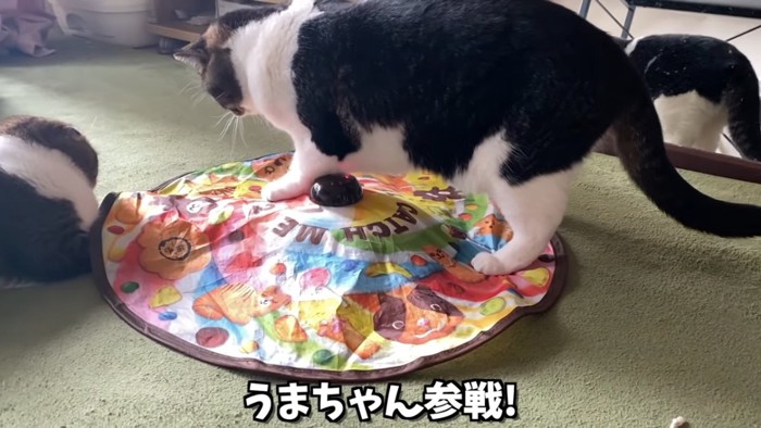 立って遊ぶ立ち耳猫