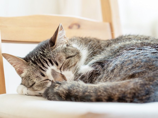 イスの上で寝る猫