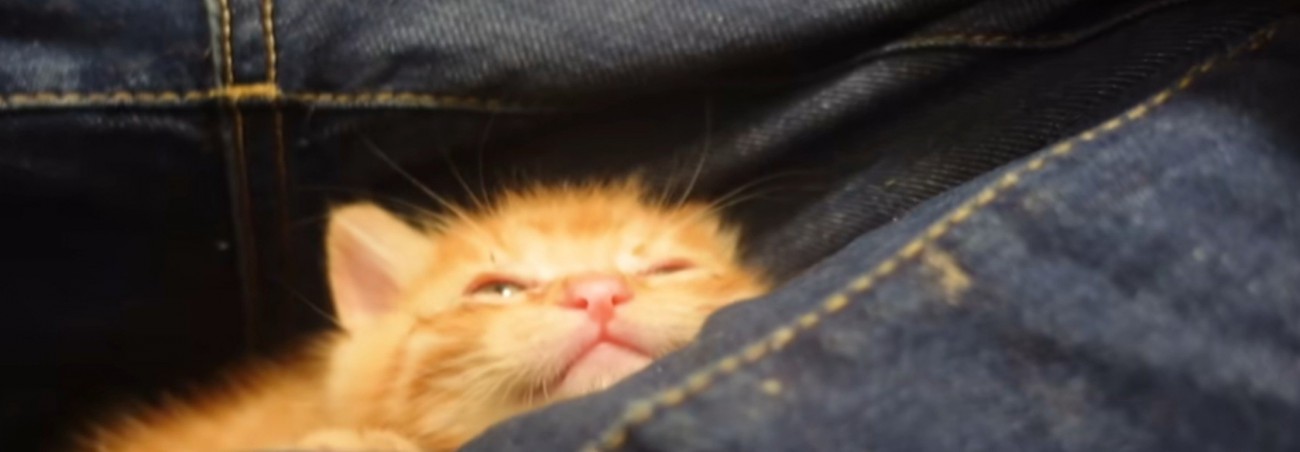 ジーンズに埋もれる茶猫
