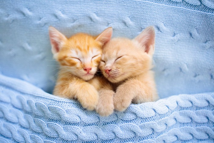 仲良く眠る子猫たち