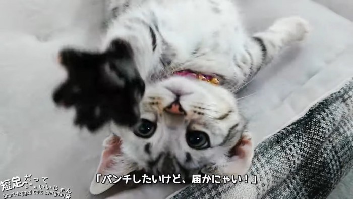 仰向けで前足を伸ばす猫