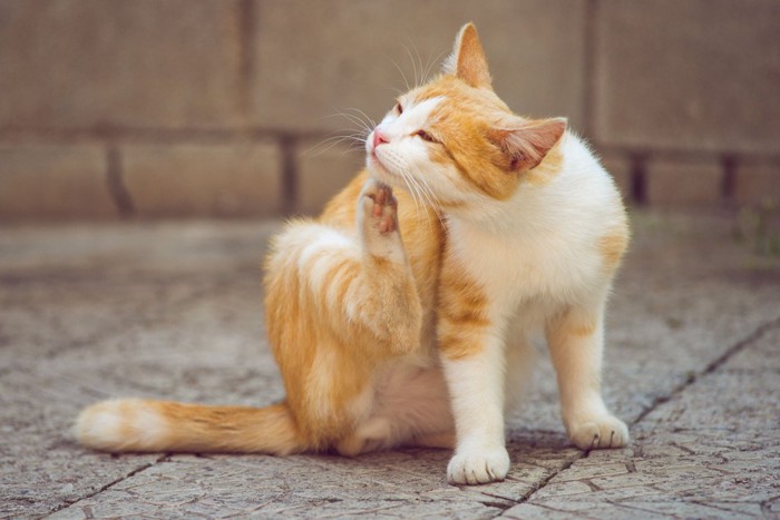 体をかく猫