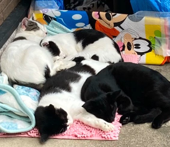 丸まって寝る4匹