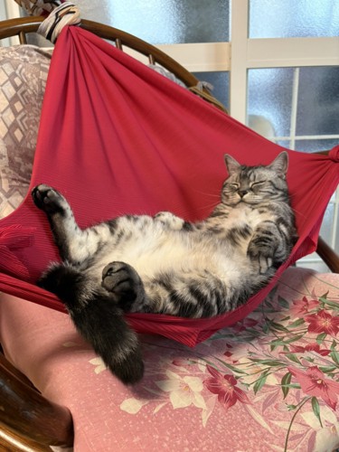 ハンモックでくつろぐ猫の様子
