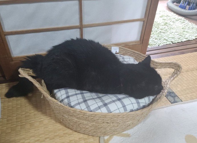 寝ている猫