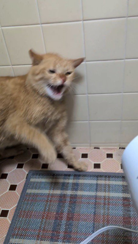 ドライヤーに威嚇する猫