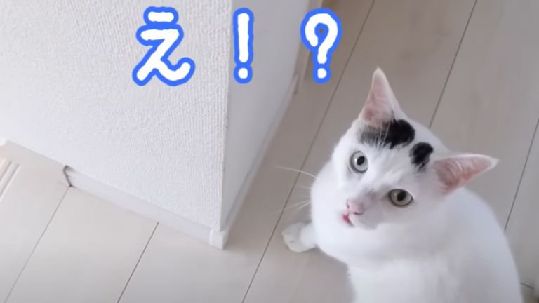 廊下を歩く猫