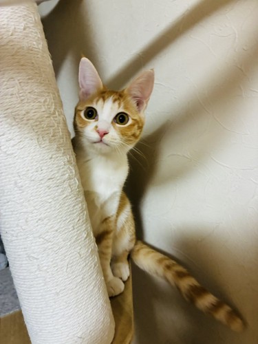 茶白の猫・のんちゃん