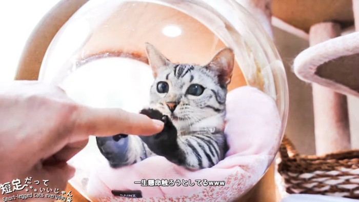 人の指と子猫