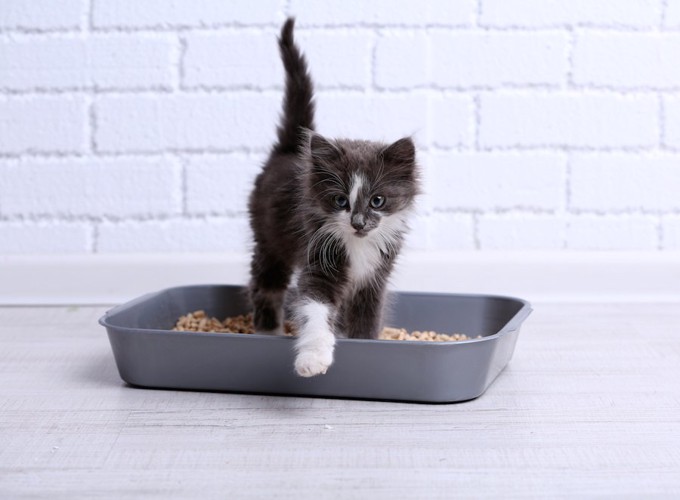 猫用のトイレから出てきた子猫