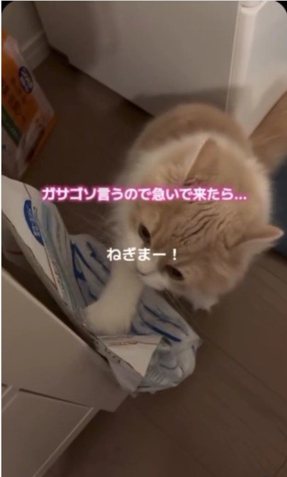 餌の袋をひっかいている猫