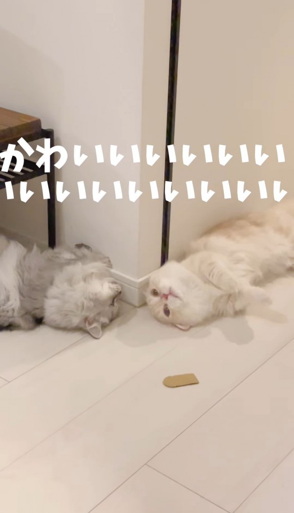 仰向けで向き合う2匹の猫