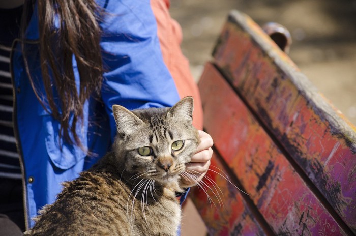 猫を触る女性