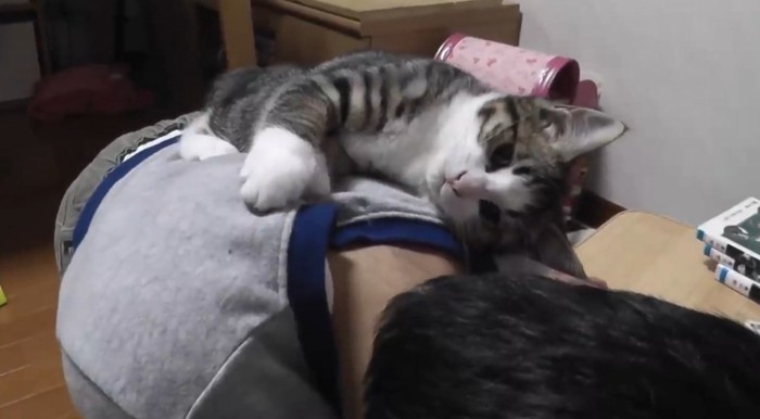 男の子の背中に乗っている子猫