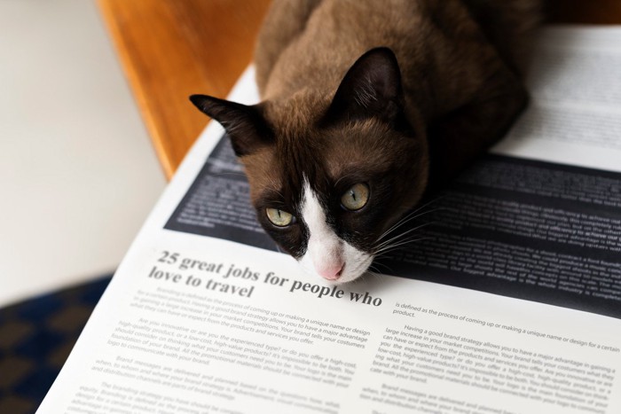 新聞の上の猫