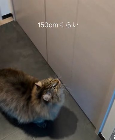 壁を見上げる猫（150㎝くらい）