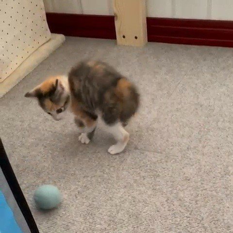 ボールで遊ぶ子猫