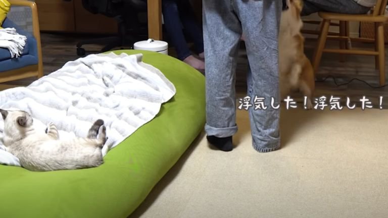 吠えている犬