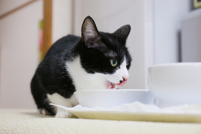 水を飲む猫