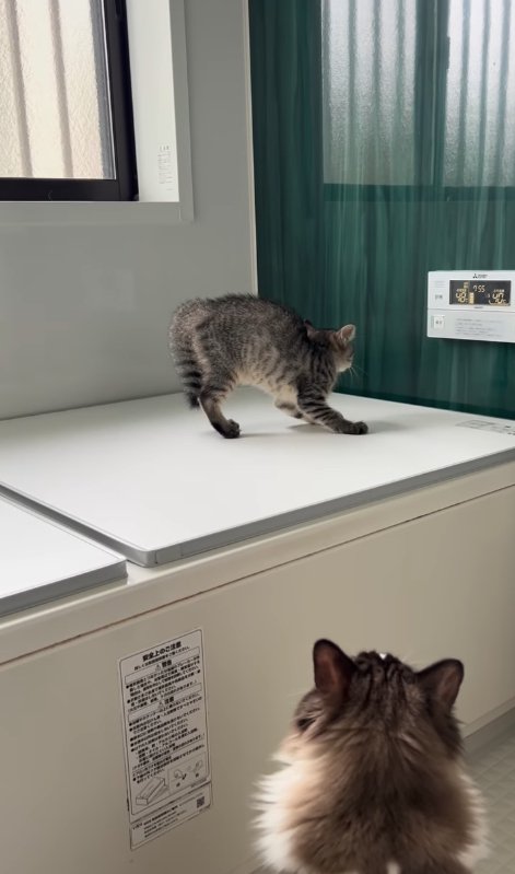 壁に向かって威嚇をしている子猫の斜め後ろ姿